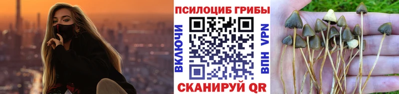 kraken зеркало  Вологда  Псилоцибиновые грибы мицелий  наркота 